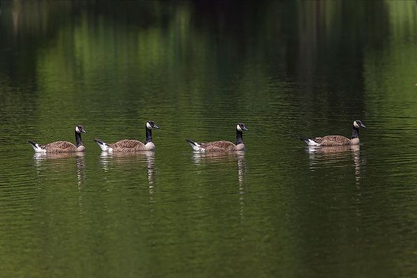 Jones, Adam 아티스트의 Canada geese swimming together작품입니다.